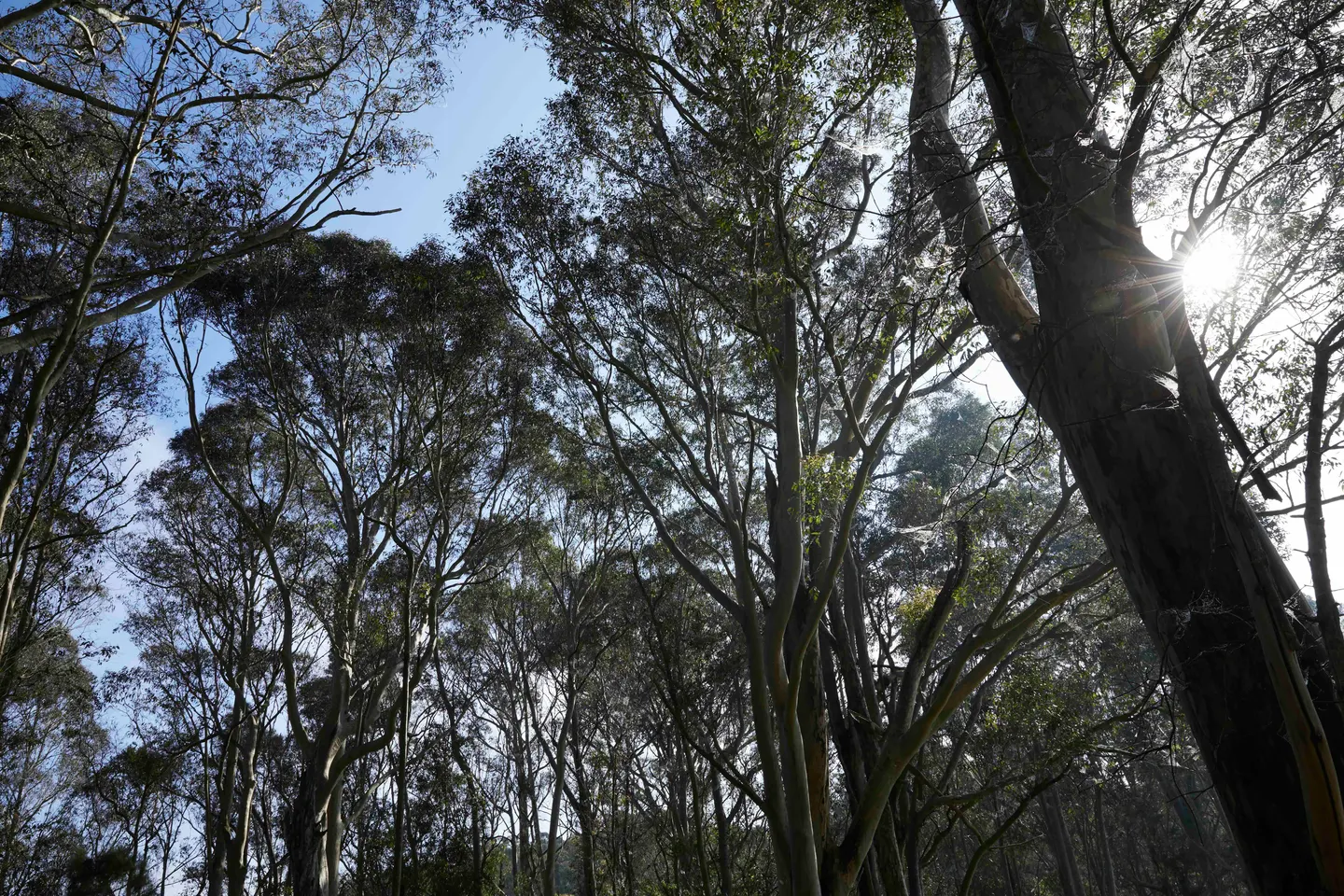 Let's talk about: Conservation Burial & Sustainable Deathcare