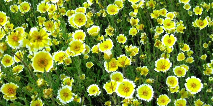 California Native Garden Design, Part 1