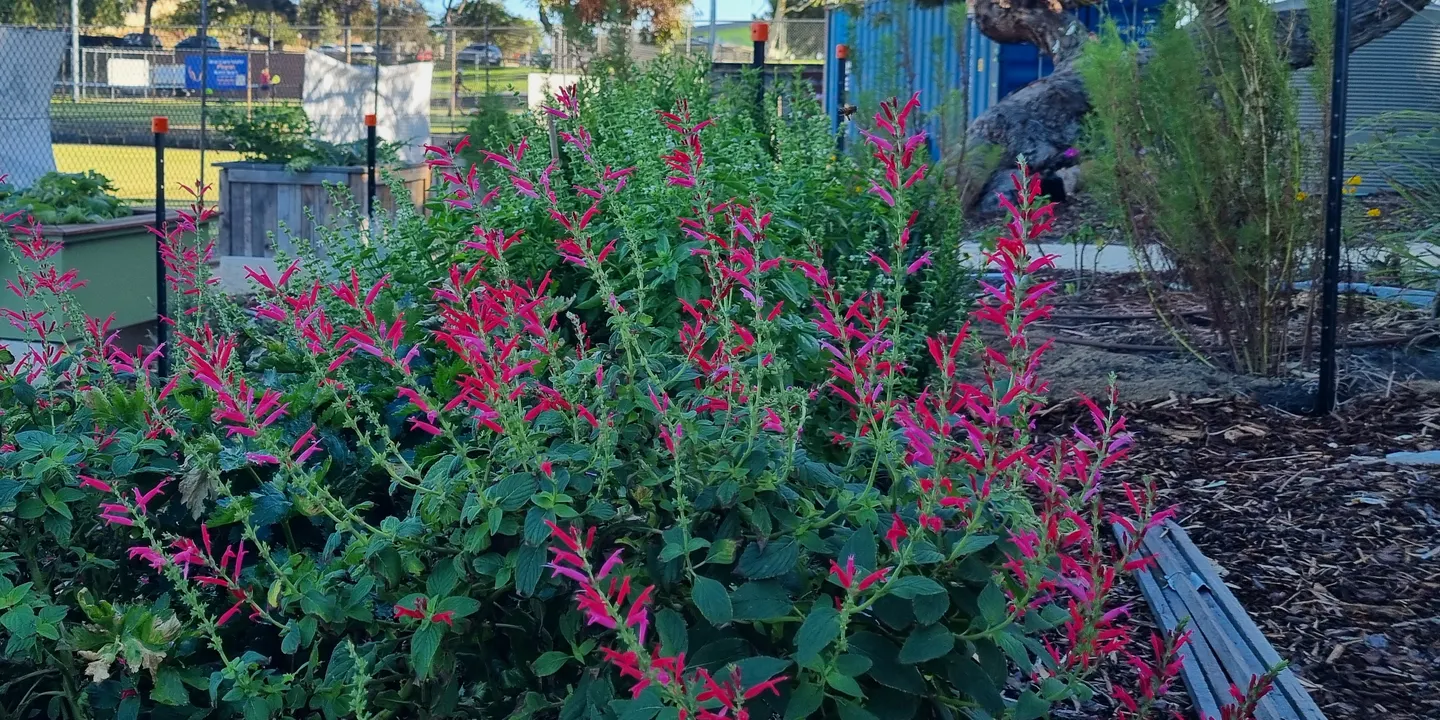 Garden Ecology - Plant Communities