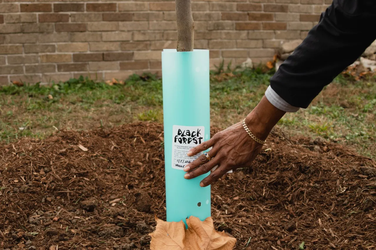 Black Forest School at Vanderbilt: Tree Planting (Save the date)