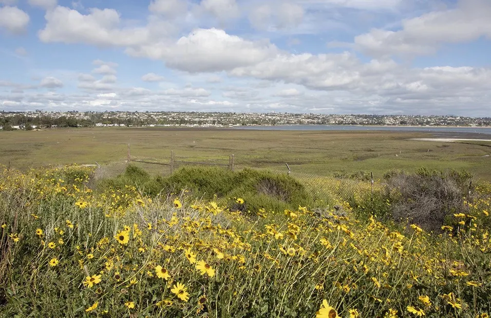 Guided Tour of UC San Diego's Kendall-Frost Mission Bay Marsh Reserve