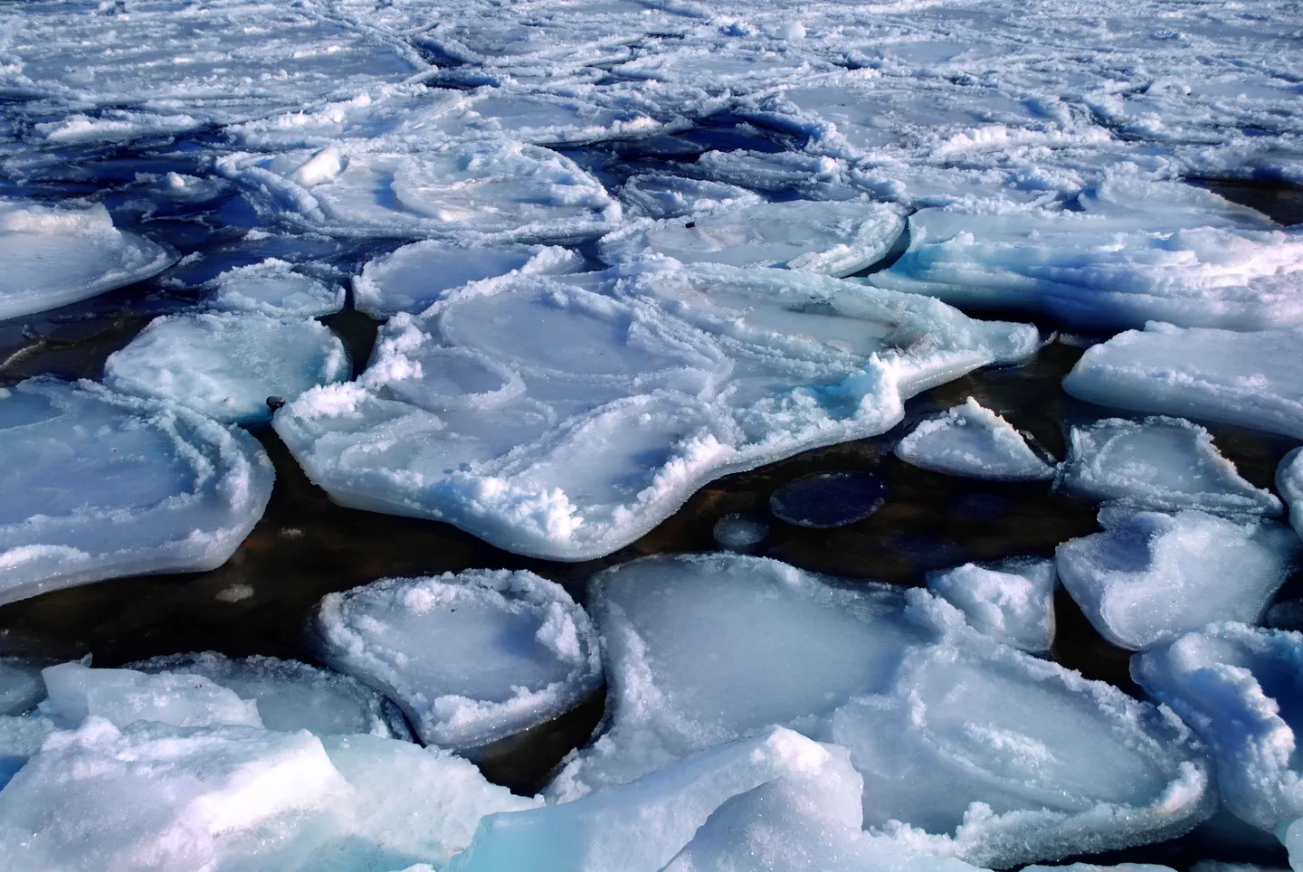 Navigating Non-Linear Climate Risk and Response: From the Arctic to the Global Climate System
