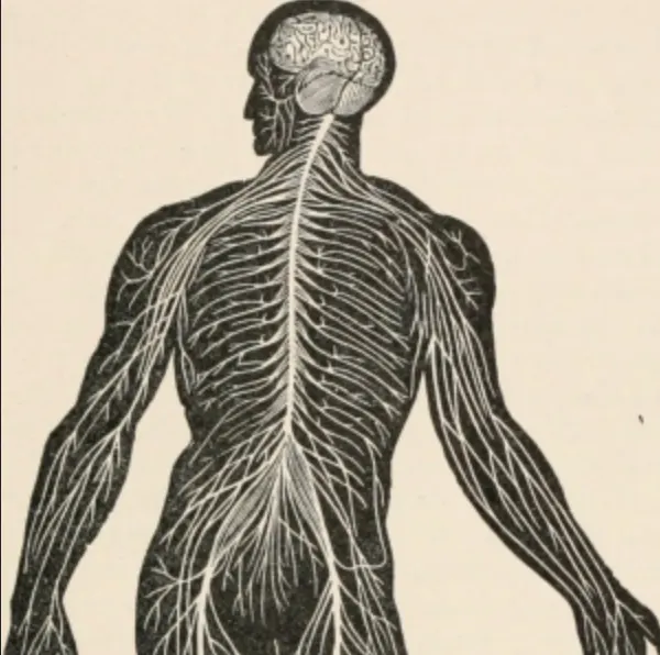 Somatic science - movement and research