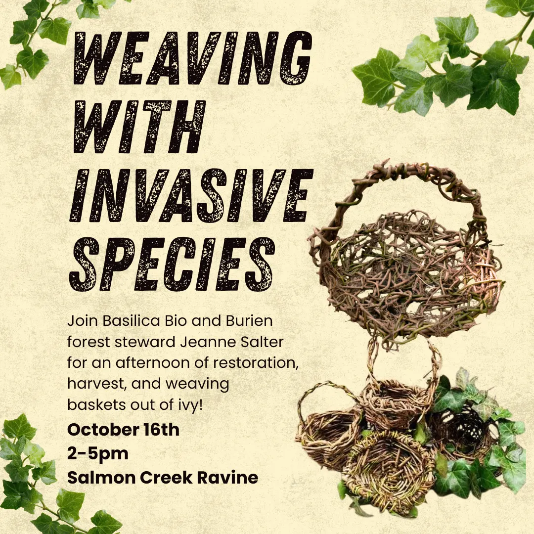 Ivy Weaving & Restoration