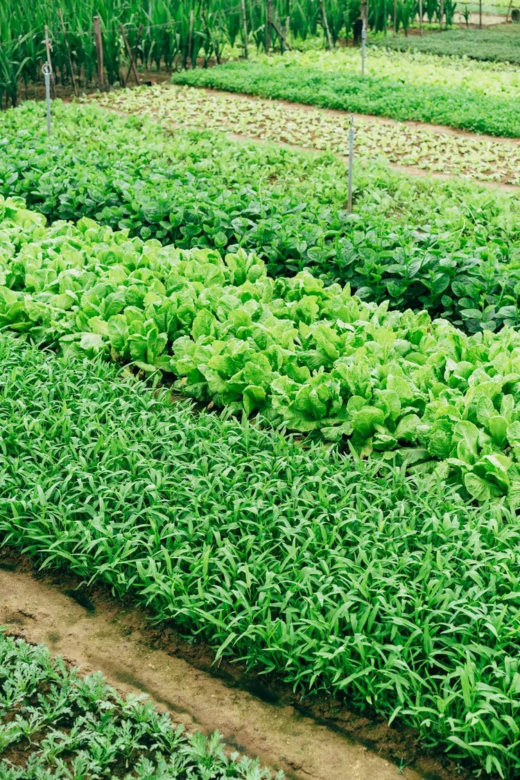 Kinship Urban Farm