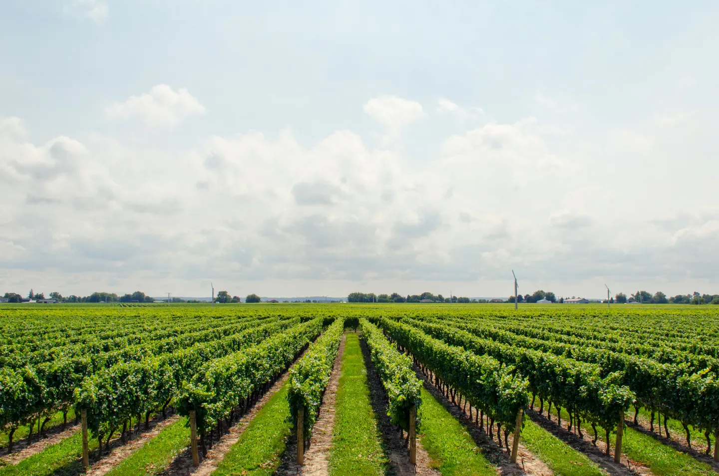 Workshop: Land Sector Investments that Drive Climate, Nature, and Business Value