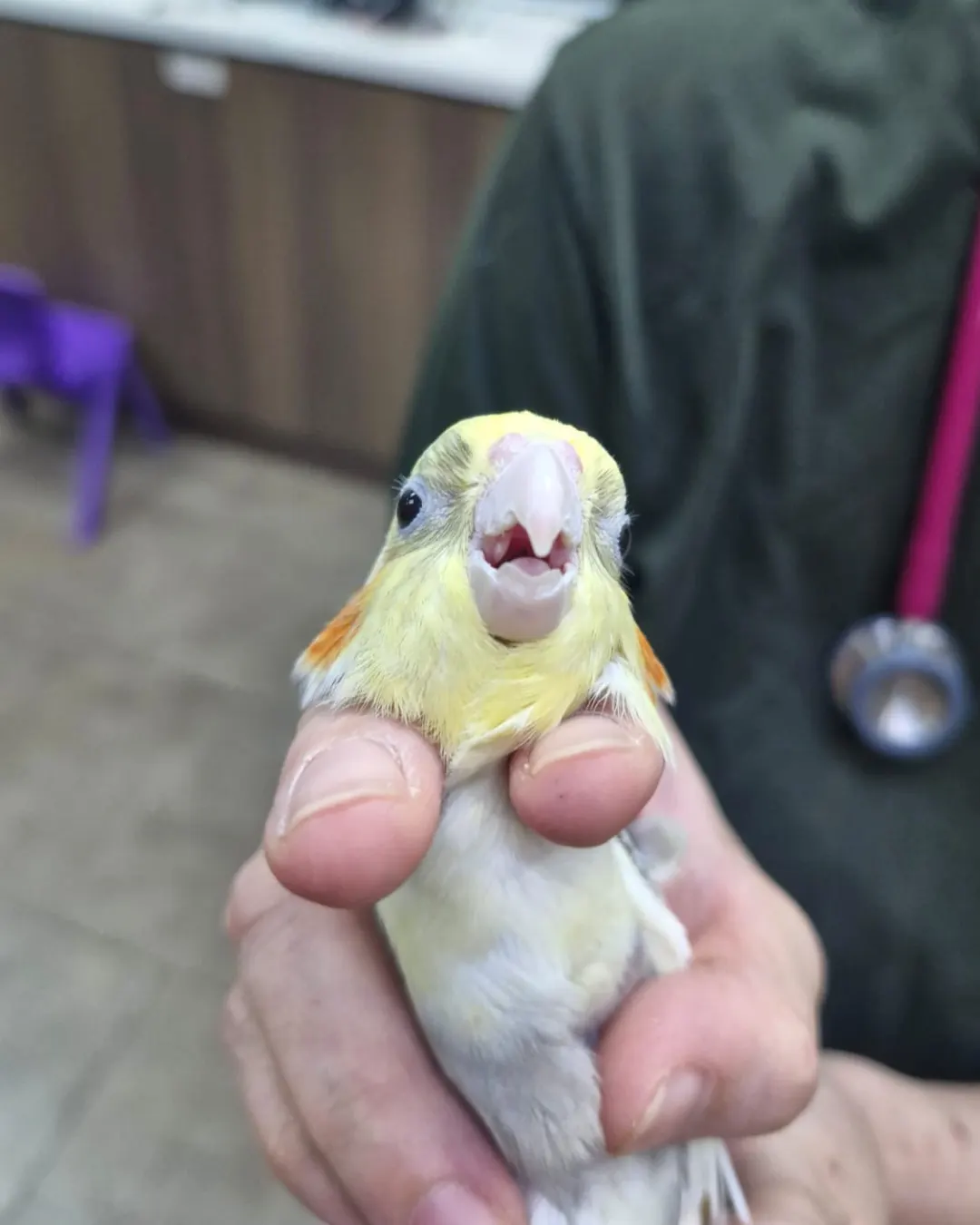 All About Your Pet Bird