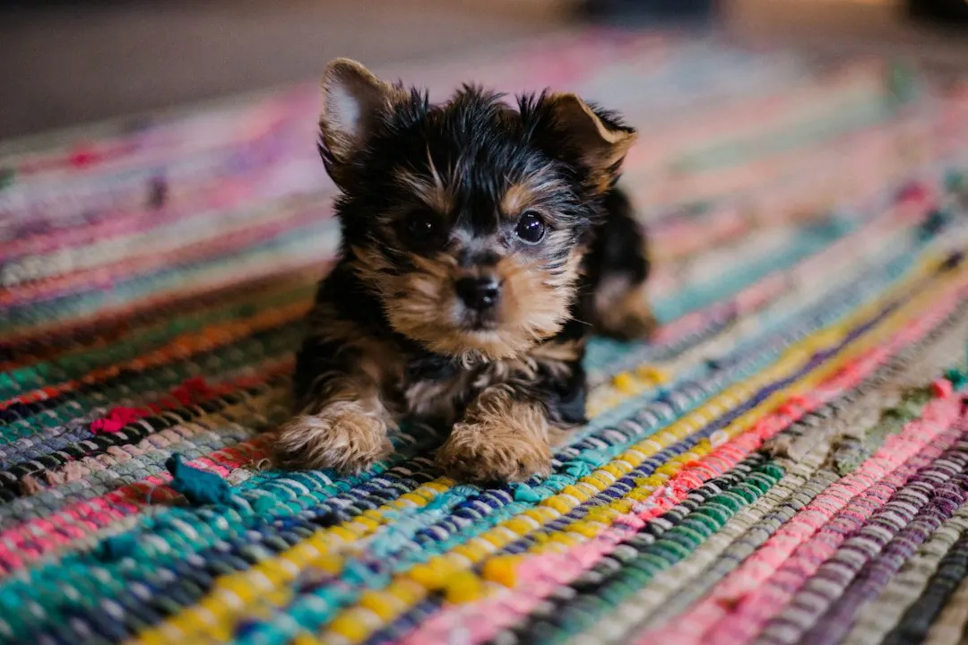 Puppy Power + Paw Print Painting