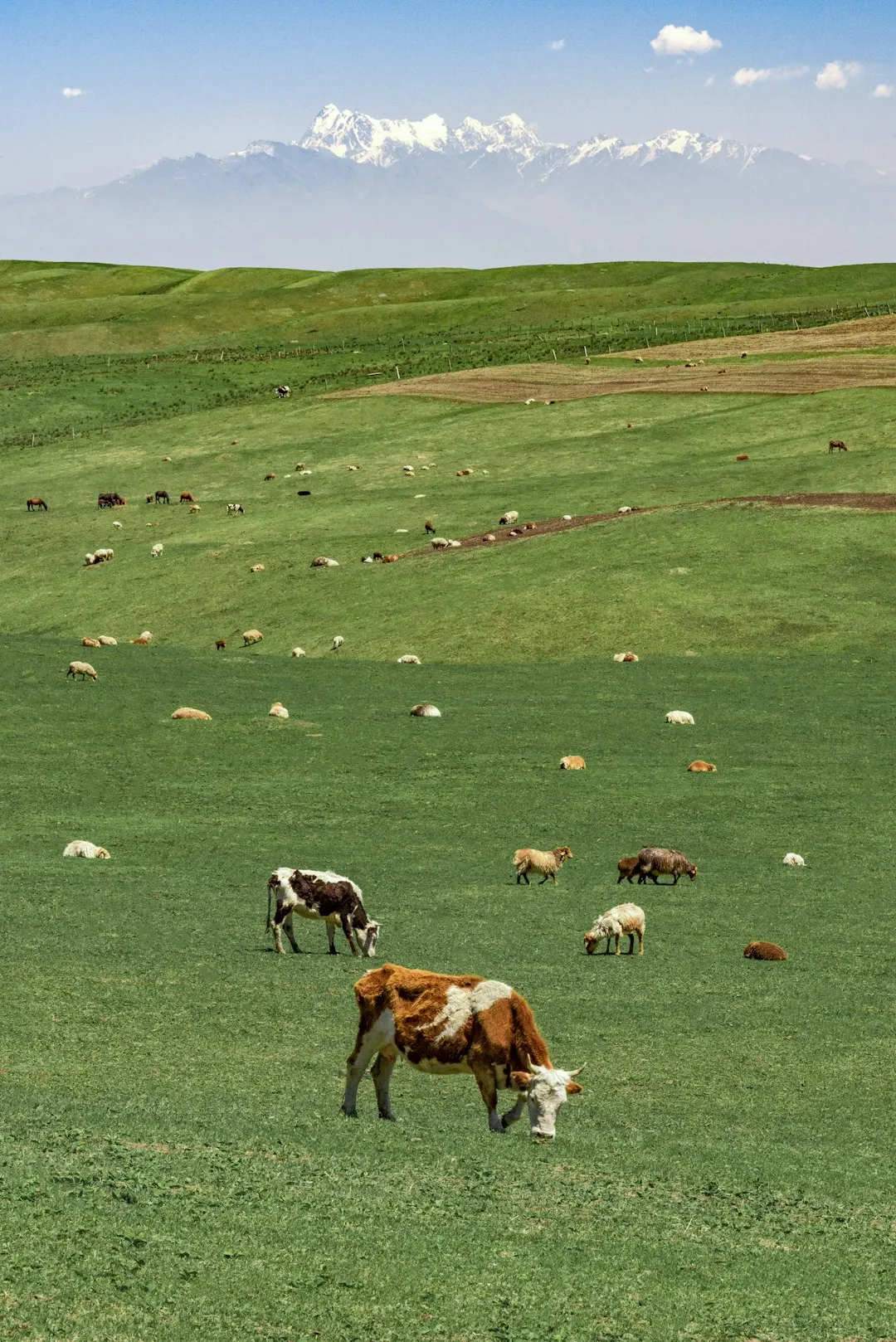 Advancing Global Action on Agricultural Methane: Delivering for Farmers, Food Systems, and Climate