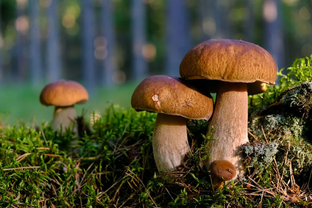 Pilztour / Wild mushroom tour (DE/EN)