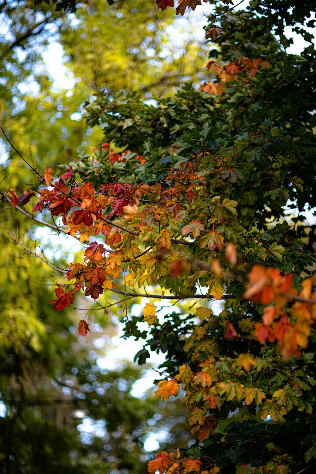 Autumn Ruby Meetup at Teamtailor