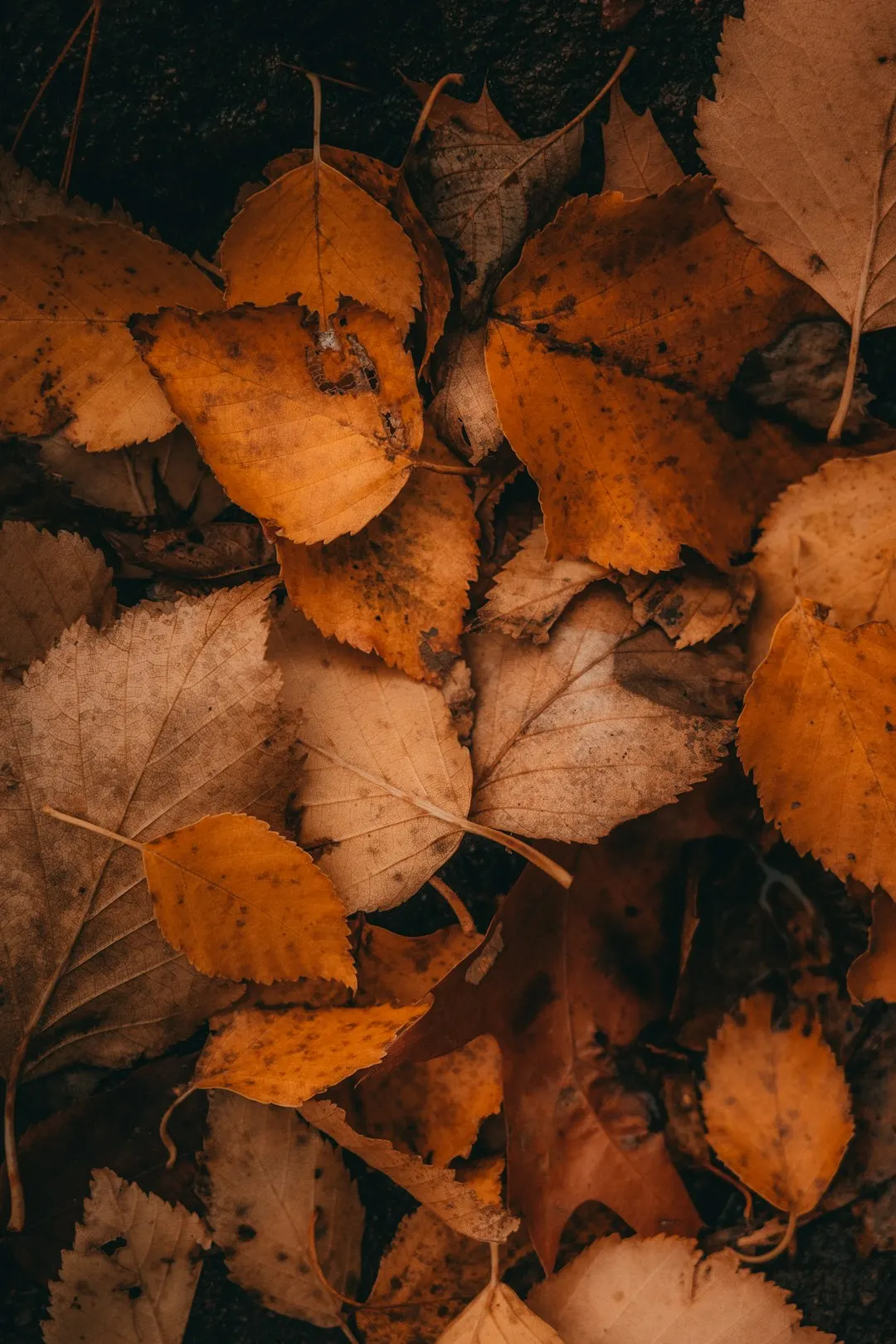 Autumn Welcome Walk