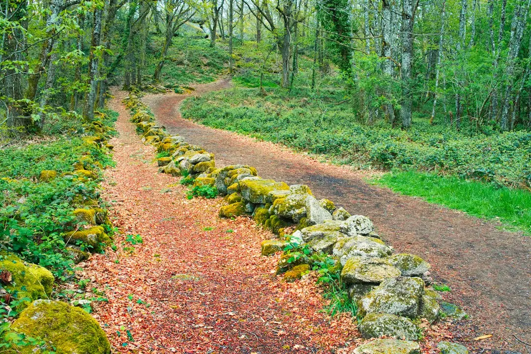 Hunters Moon Halloween Forest Walk