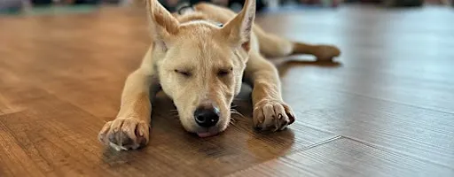Rescue Puppy Yoga - Rembrandt Yard