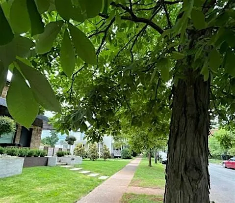 Urban Tree Walks in Belmont-2