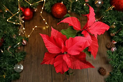 Festive Paper Flowers Workshop - Poinsettia