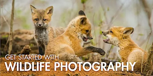 Get Started with Wildlife Photography