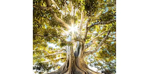 Atelier de création - La création de mon arbre de vie