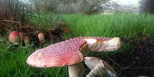 Glossop woods & moorland mushroom forage - waxcaps and interesting species!