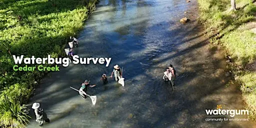 Waterbug Sampling - Cedar Creek