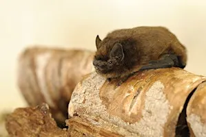 Bats for Beginners: A Guided Bat Walk at Broughton Down