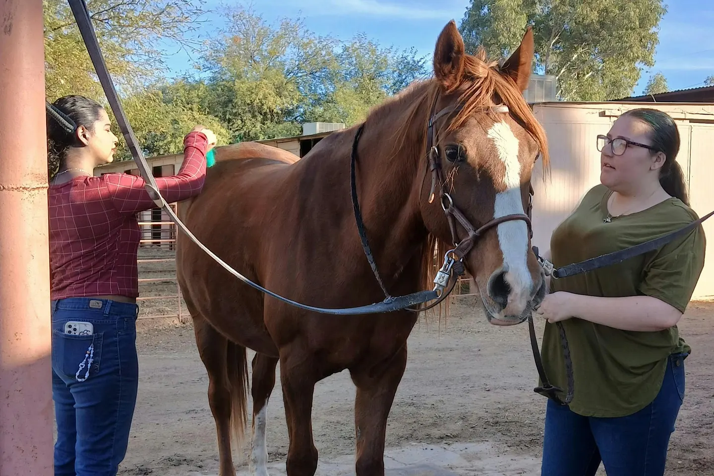 Horse Grooming Session