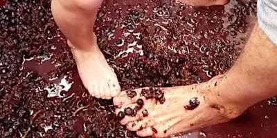 Annual Urban Winery GRAPE STOMP