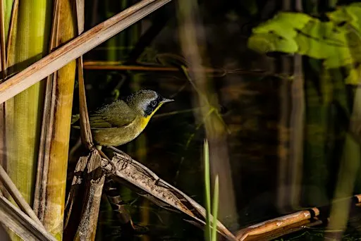 Guided Birding Walk: Fall Migration