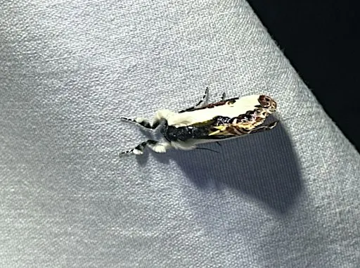 Mothing: Strolling Science