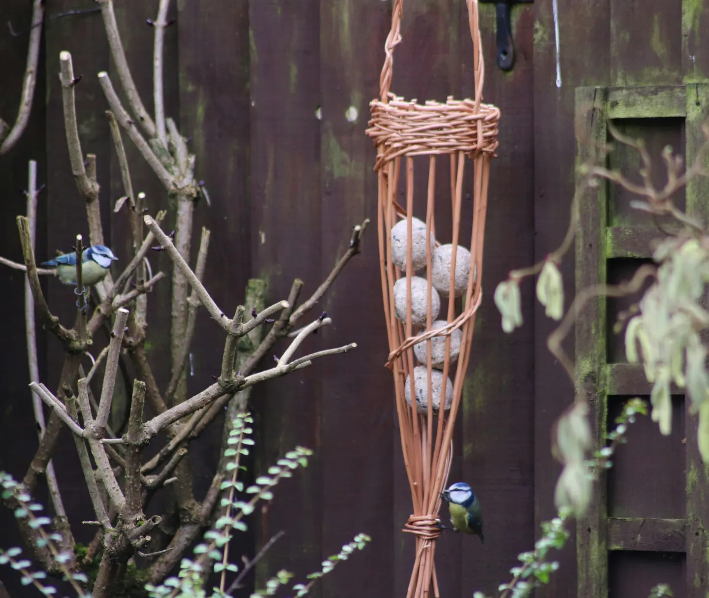Willow Weaving Workshop: Bird Feeders (at Summer Leys)