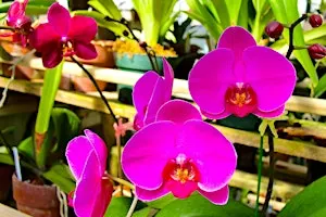 The Basics of Orchid Care & Maintenance in Charlottesville