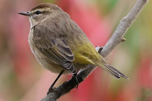 SOLD OUT: Birding with Beni: Fall Birding