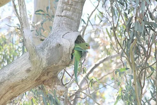 Great Southern BioBlitz 2026 - In-Person, On Country Training Session