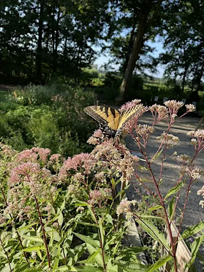 Golden Hours Perennial Plant Sale