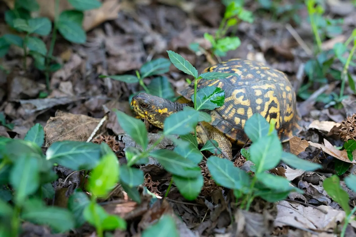 Project ReWild
