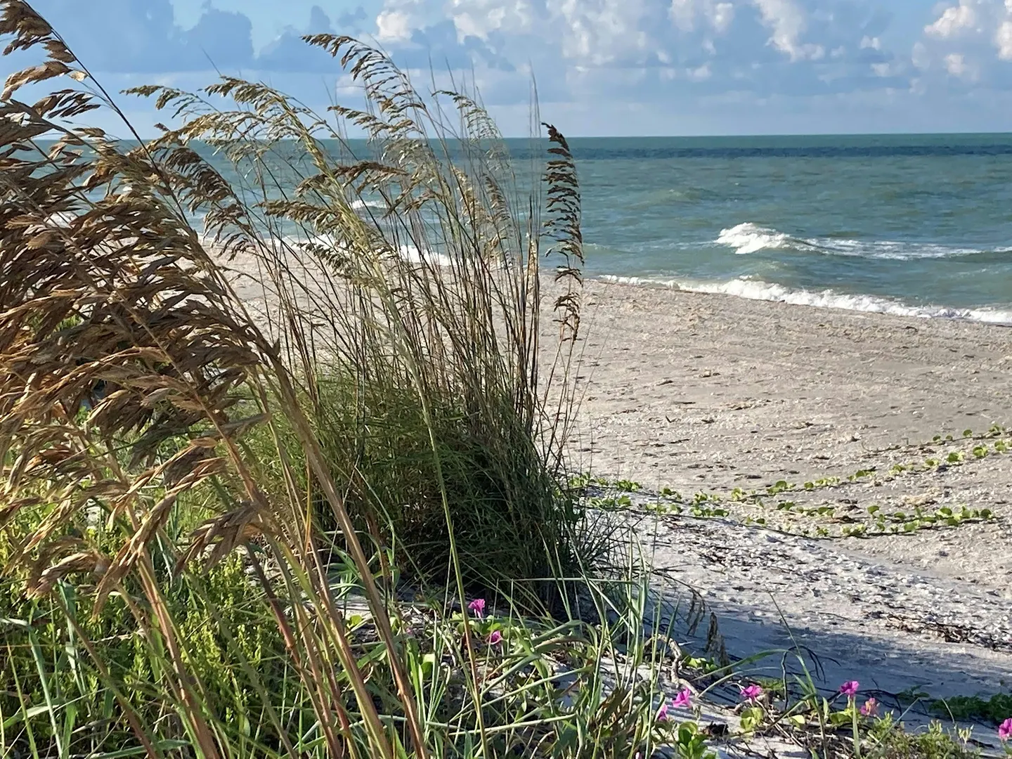 Right Plant in Every Place on Barrier Islands @ Fort Myers Beach Library