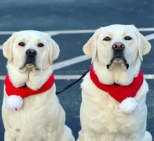 Santa Paws Treat-Making