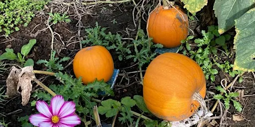 Badshot Lea Bloomers Pumpkin Carving Day 2026