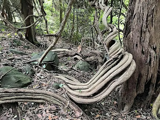 Guided Rainforest Walks