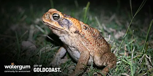 Gold Coast ToadTrack - Community Toad Bust 1.