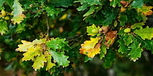 Tree Identification Walk at Ryton Pools Country Park