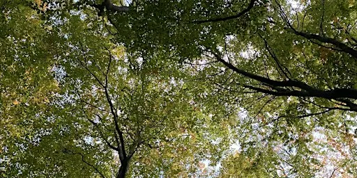 Forest Bathing introductory session at Queen Elizabeth Country Park