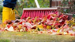 Herbstschnitt - wie und bei welchen Pflanzen?