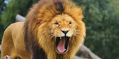Safari Photography at Werribee Open Range Zoo-Wildlife Photography Course