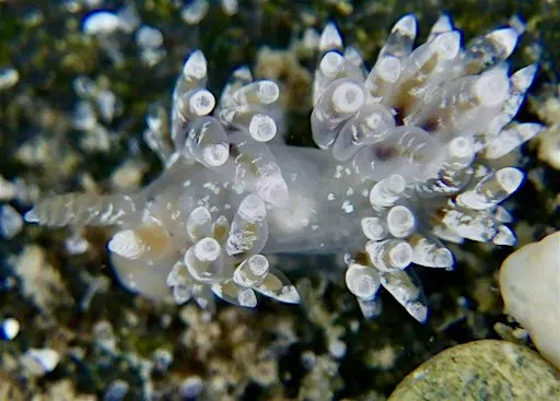 Sea Slug Survey in the Rocky Shores