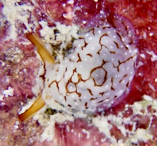 Sea Slug Survey in the Rocky Shores