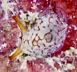 Sea Slug Survey in the Rocky Shores