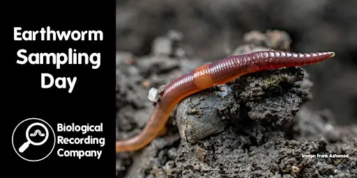 Earthworm Sampling Day