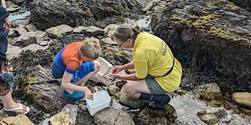 Rockpool Safari