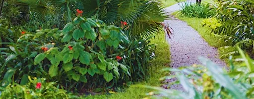 Florida Plant Walk & Tea Experience